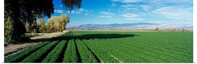 Carrot Field Indio Coachella Valley CA
