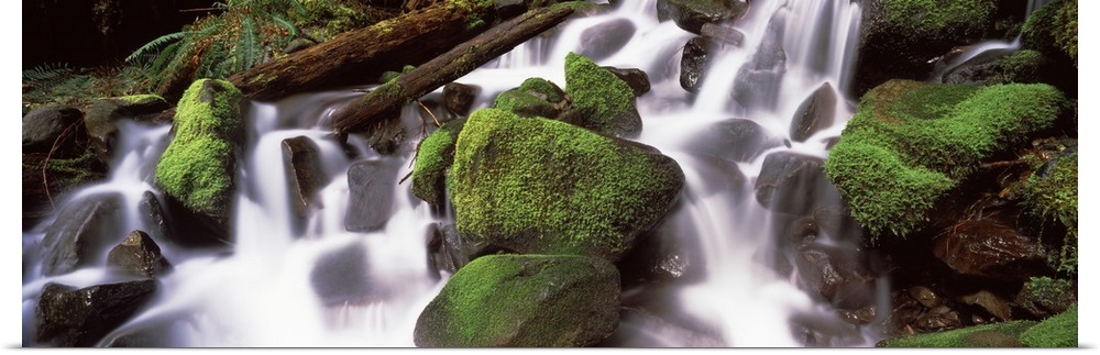 Cascading waterfall in a rainforest, Olympic National Park, Washington State,