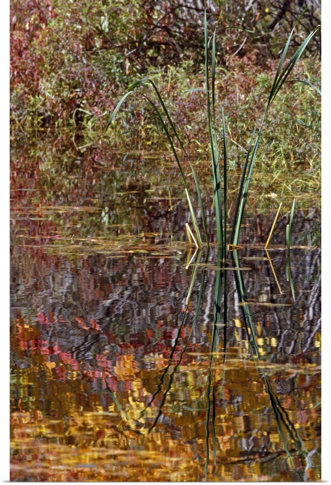 Cattails and autumn color leaves reflected in pond water, New York