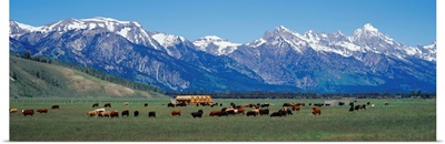 Cattle and Teton Range Jackson Hole WY