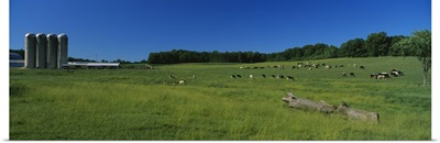 Cattle grazing in a field with silos in the background, Kent County, Michigan