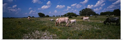 Cattle grazing in the field, Texas Longhorn cattle, Y.O. Ranch, Texas