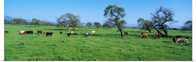 Cattle in Spring Pasture Santa Ynez Valley CA