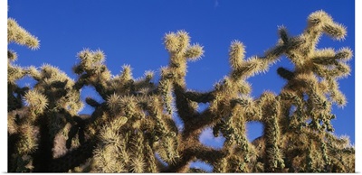 Chainfruit Cholla Cactus Saguaro National Park AZ