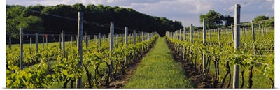 Chardonnay grapes in a vineyard, Sakonnet Vineyards, Little Compton, Newport County, Rhode Island