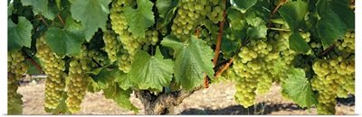 Chardonnay Grapes on the Vine Napa CA
