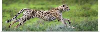 Cheetah hunting, Ndutu, Ngorongoro Conservation Area, Tanzania