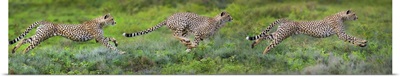 Cheetahs hunting, Ndutu, Ngorongoro Conservation Area, Tanzania