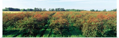 Cherries in a field, Door County, Wisconsin