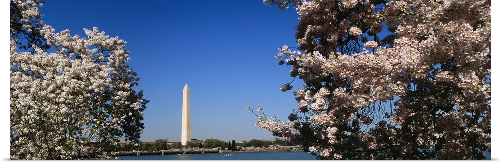 Cherry Blossom flowers on cherry tree, Washington Monument, Washington DC
