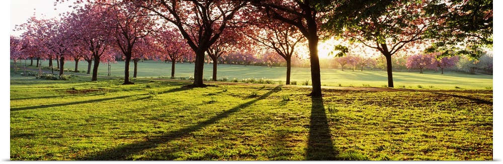 Giant, landscape photograph of a line of cherry trees casting shadows on green grass, while the sun rises behind them, in ...