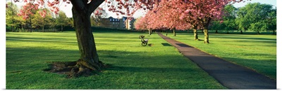 Cherry blossom in a park Stray Harrogate North Yorkshire England