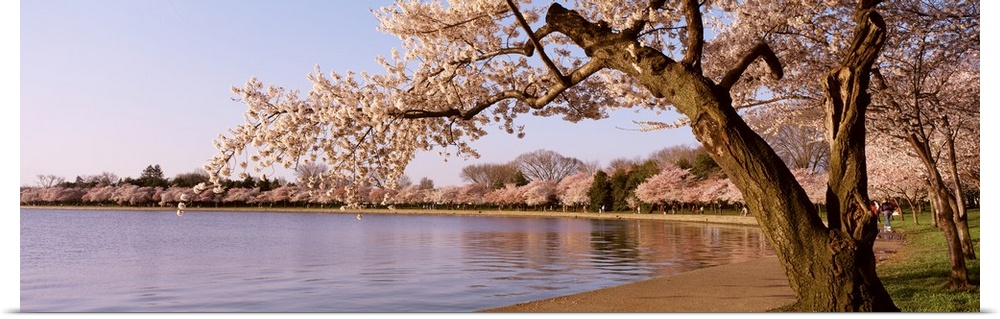 Panoramic photograph of water lined with huge flowering trees.