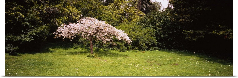 Cherry Blossom tree in a park, Golden Gate Park, San Francisco, California