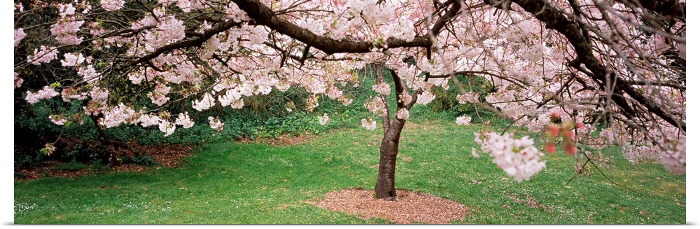 A photographic print of blossoms blooming on trees in a park.