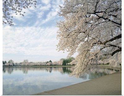 Cherry Blossom trees around the tidal basin, Washington DC