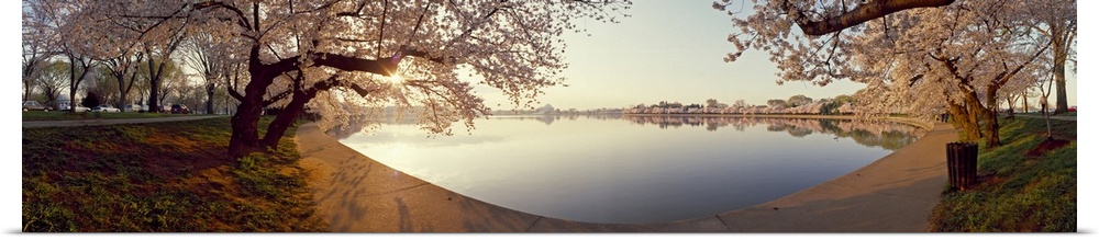 Cherry blossoms at a lakeside, Tidal Basin, Washington DC, USA
