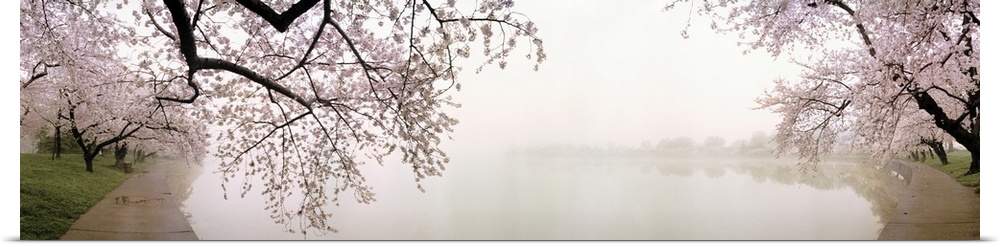 Oversized horizontal panoramic photograph of newly-blossomed cherry trees beside a foggy lake in Washington, District of C...