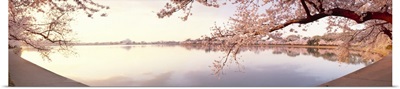 Cherry blossoms at the lakeside, Washington DC,