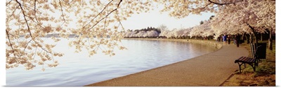 Cherry Blossoms Washington DC