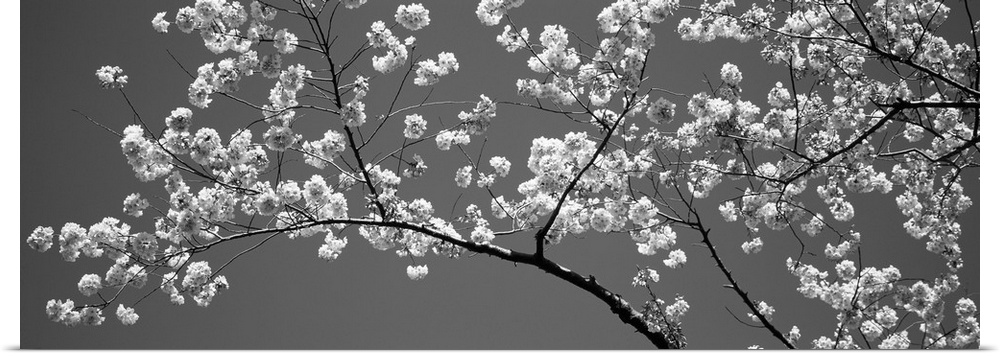 Cherry Blossoms Washington DC USA