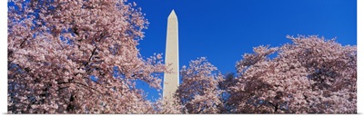 Cherry Blossoms Washington Monument