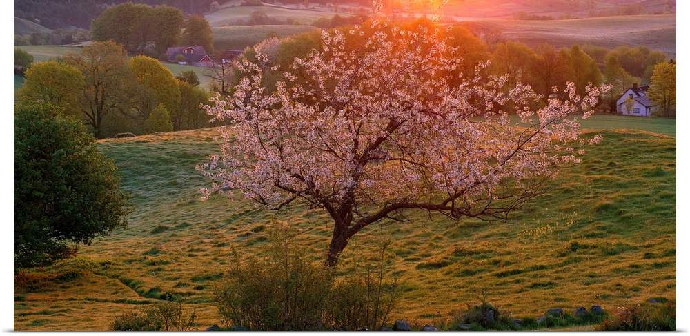 Sunset in Scandinavia over calm, rolling hills with a large blooming tree rising in the center, the strong sunlight passin...