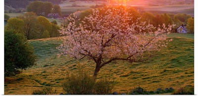 Cherry tree in bloom Broesarp Sweden