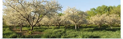 Cherry Tree Orchard MI