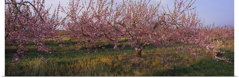 Cherry trees in an orchard, South Haven, Michigan