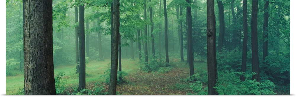 A panoramic photograph of a misty forest in a park.