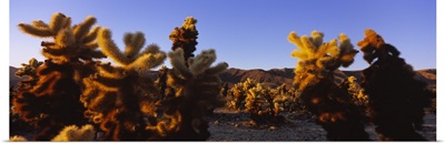Cholla cactus plants on a landscape, California