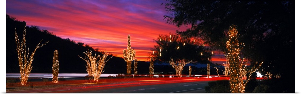 Panoramic view of a street in Arizona with the cactus, trees and shrubs covered with Christmas lights under a sunset sky.