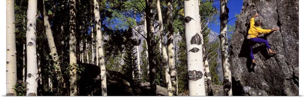 Climber Aspens Grand Teton National Park WY