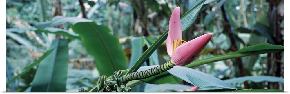 Close-up of a banana bud, Hilo Tropical Gardens, Hilo, Hawaii