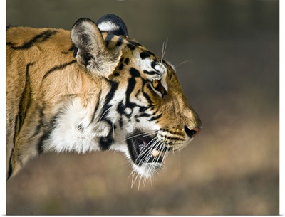 Close up of a Bengal tiger Panthera tigris tigris Bandhavgarh National Park Umaria District Madhya Pradesh India