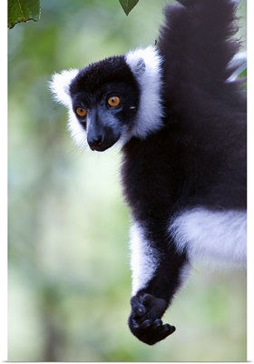 Close up of a Black and White Ruffed lemur (Varecia variegata), Lemur Island, Madagascar