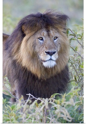 Close-up of a Black maned lion, Ngorongoro Crater, Ngorongoro Conservation Area, Tanzania