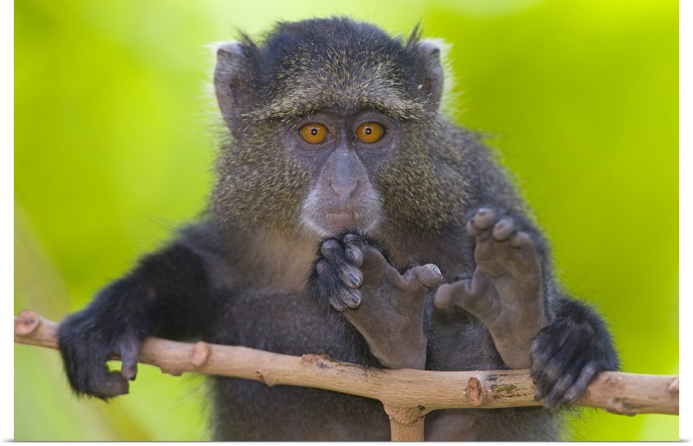 Close-up of a Blue monkey sitting on a branch, Lake Manyara, Arusha Region, Tanzania (Cercopithecus mitis)
