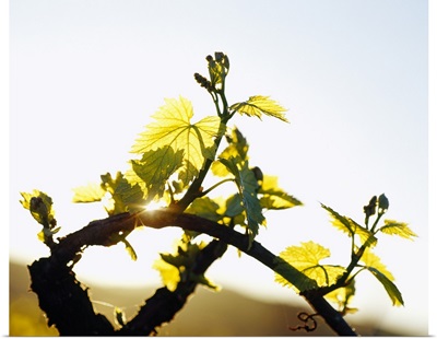 Close-up of a budding branch of vine, California