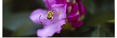 Close-up of a bumblebee on a flower