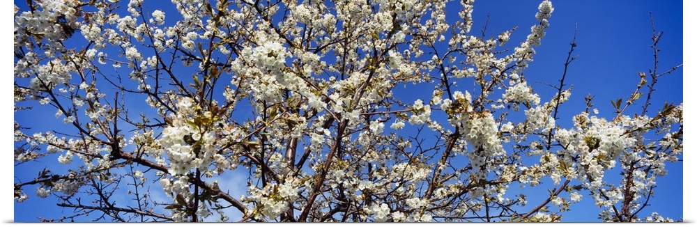 Giant, close up photograph of a fully bloomed cherry blossom tree against a bright blue sky, in Michigan.