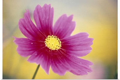 Close up of a cosmos flower