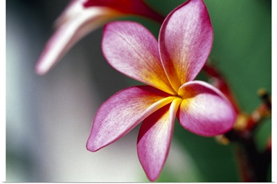 Close up of a frangipani (Plumeria) flower