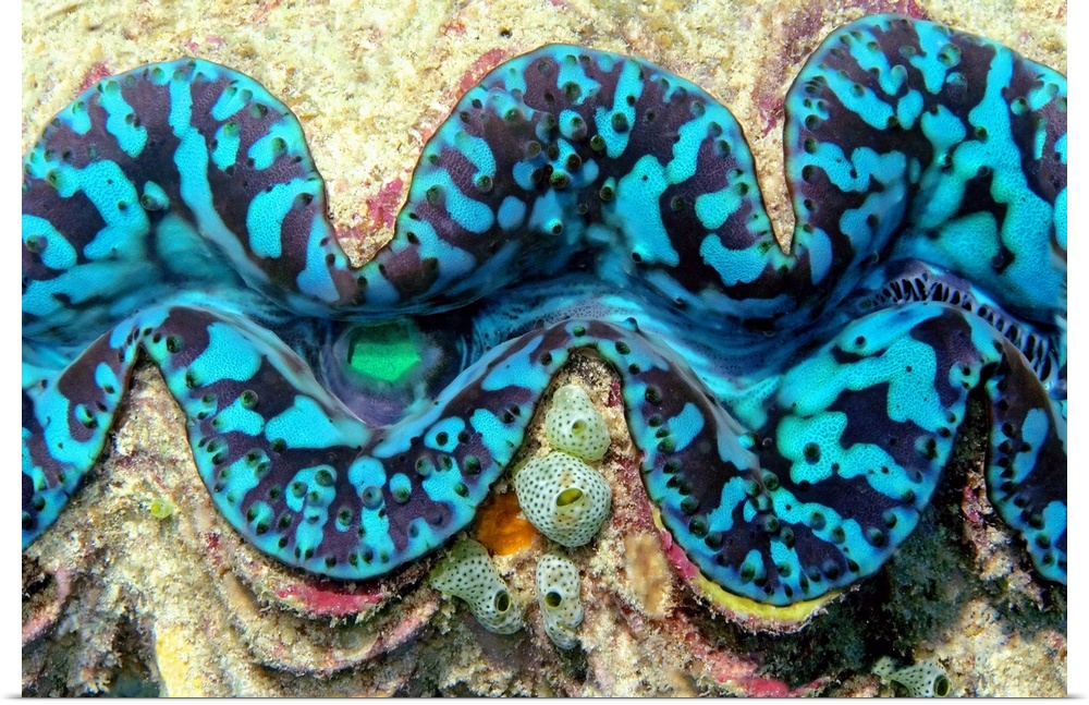 Close-up of a Giant Clam