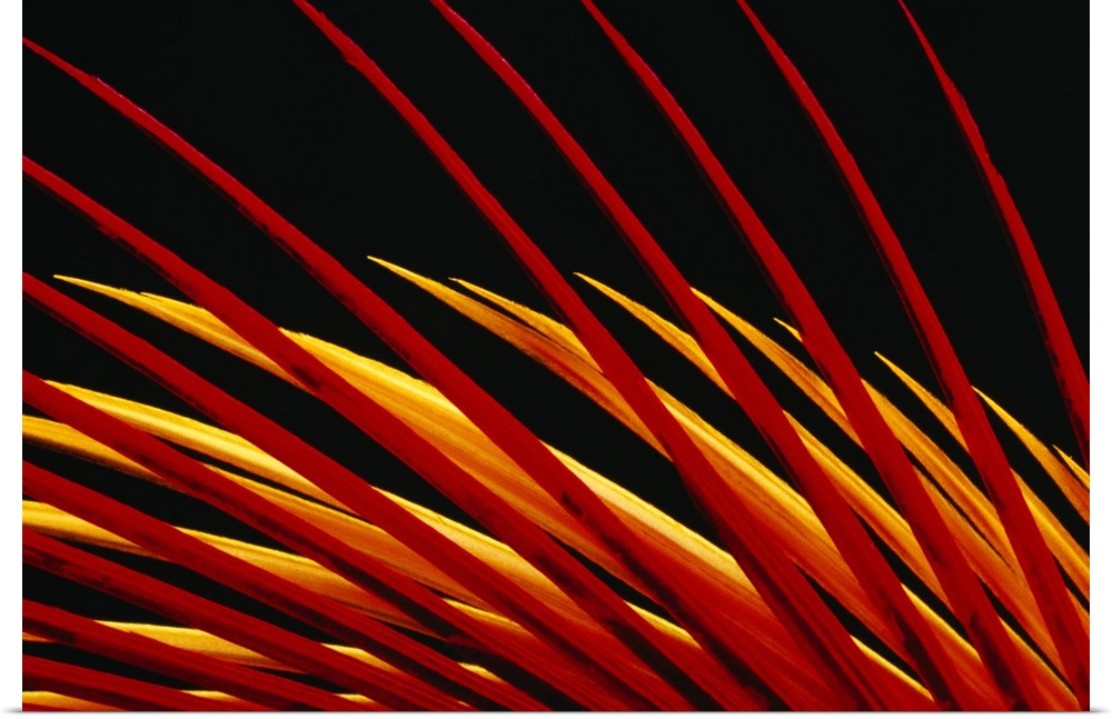 Close-up image of what appear to be blades of vibrantly-colored grass against a black background.