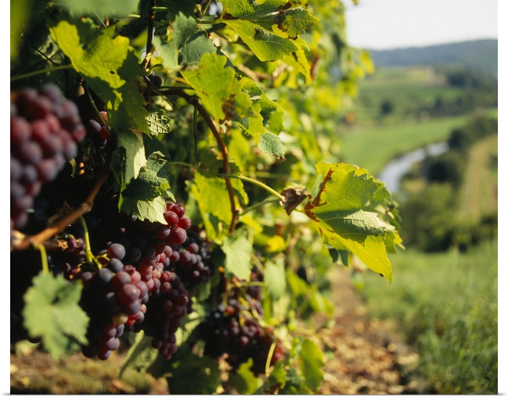 Closely taken photograph of wine grapes still on the vines in a German vineyard.