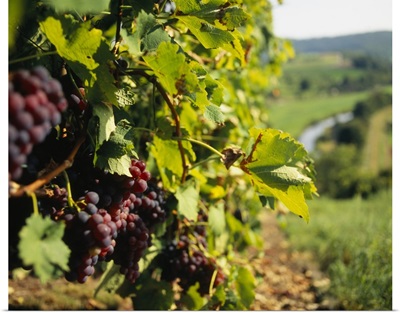 Close-up of a grape vine in a vineyard, Muhlhausen, Vaihingen An Der Enz, Baden-Wurttemberg, Germany