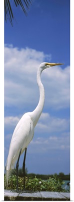 Close-up of a Great egret (Ardea alba) perching, Gulf Of Mexico, Florida