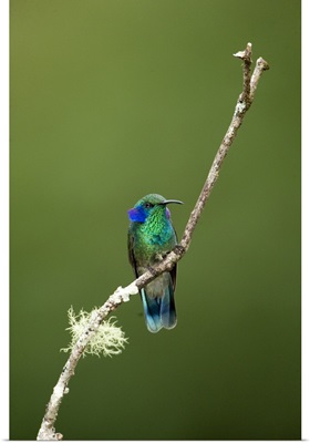 Close up of a Green Violetear hummingbird (Colibri thalassinus), Savegre, Costa Rica
